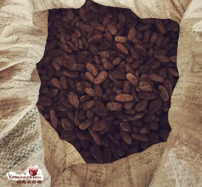 哥斯达黎加利蒙的 Heirloom Matina 种可可 哥斯达黎加利蒙的 Heirloom Matina 种可可