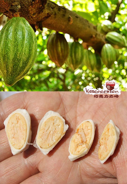 皮乌拉(PIURA)是一种举世罕见的白色可可 皮乌拉(PIURA)是一种举世罕见的白色可可