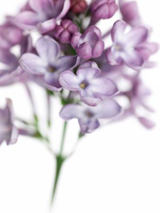 丁香花